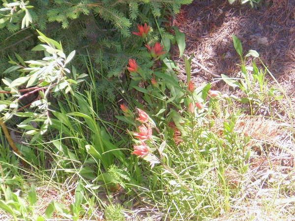 Indian Paint Brush on the roadside.